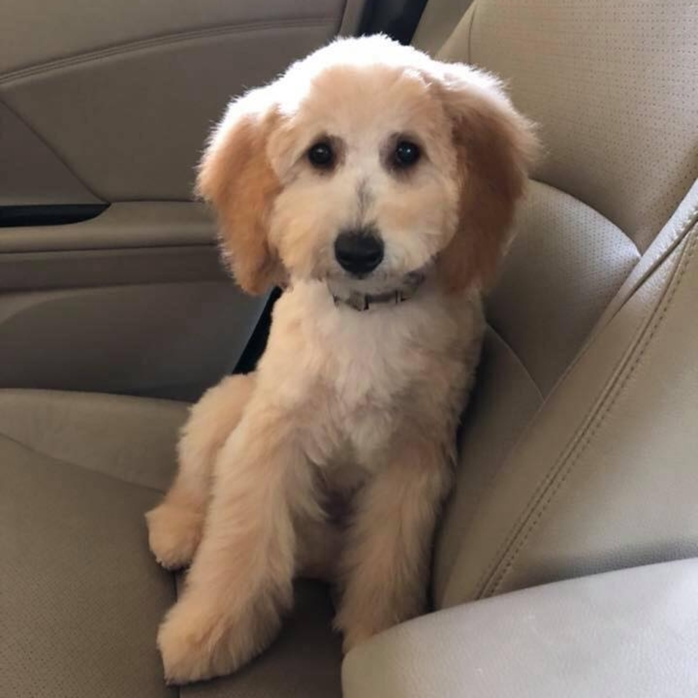 Meet your Posher, Shelly